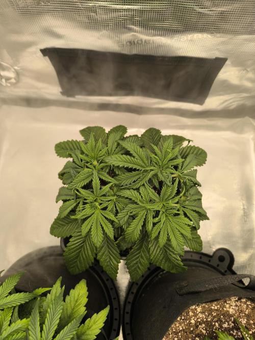 SPECIAL QUEEN 1. Week 6