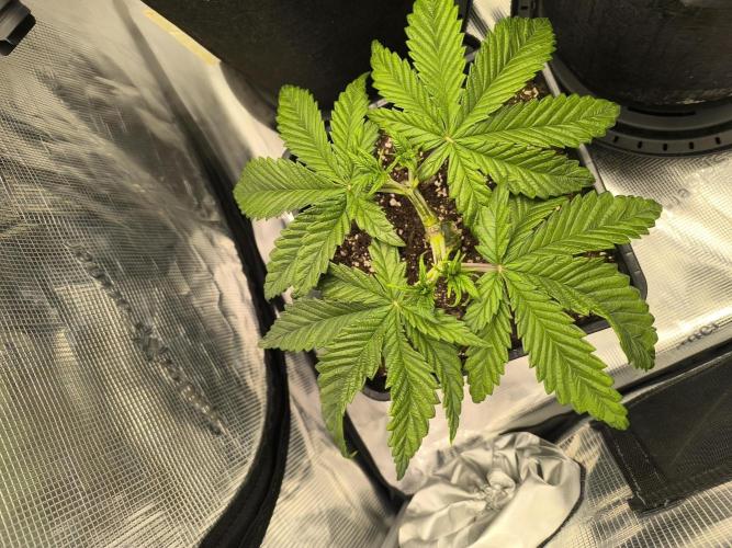 SPECIAL QUEEN 1. Week 6