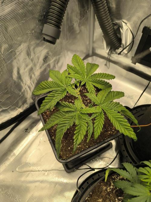 SPECIAL QUEEN 1. Week 6