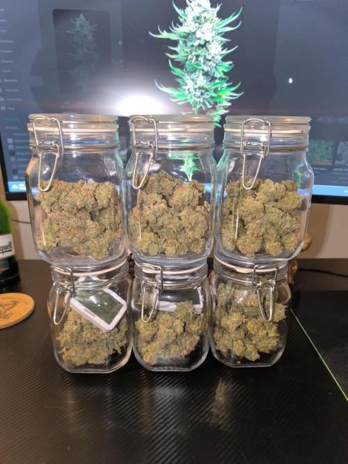 ALL GAS OG AUTO. Week 13