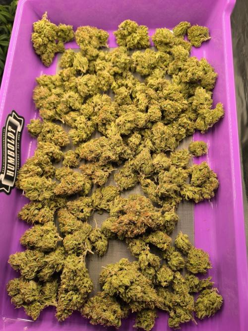 ALL GAS OG AUTO. Week 13