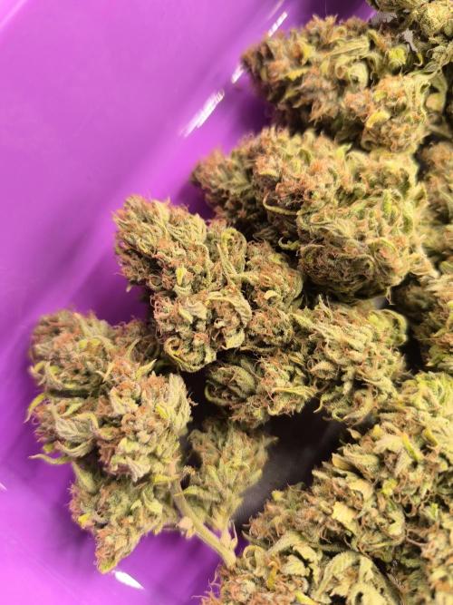 ALL GAS OG AUTO. Week 13