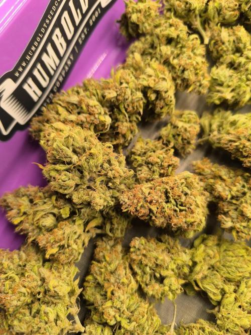 ALL GAS OG AUTO. Week 13