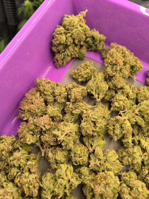 ALL GAS OG AUTO. Week 13