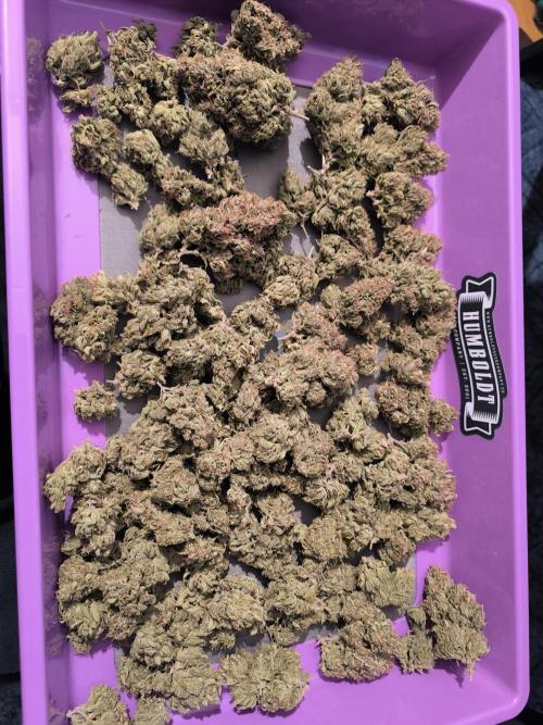 ALL GAS OG AUTO. Week 13