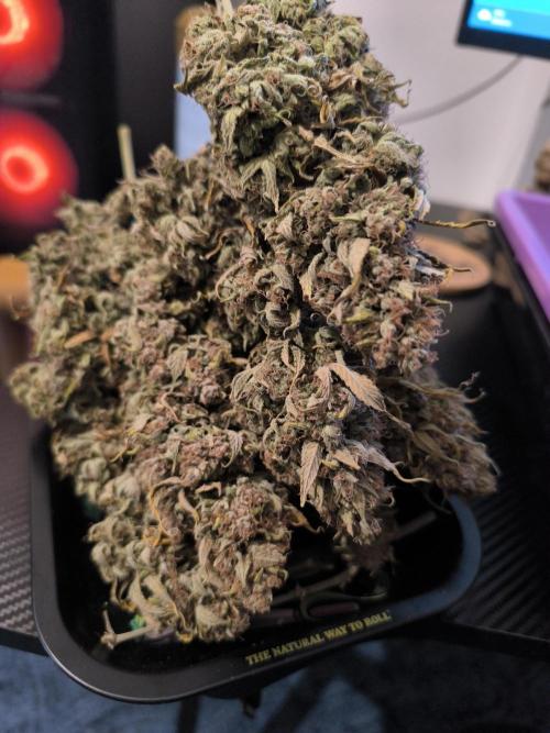 ALL GAS OG AUTO. Week 13