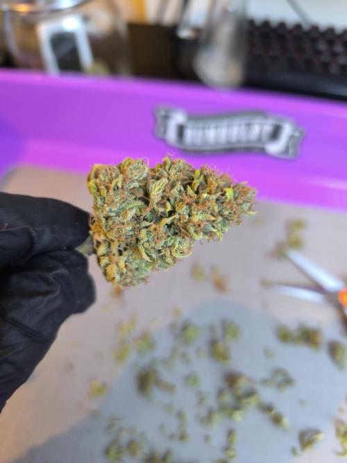 ALL GAS OG AUTO. Week 13