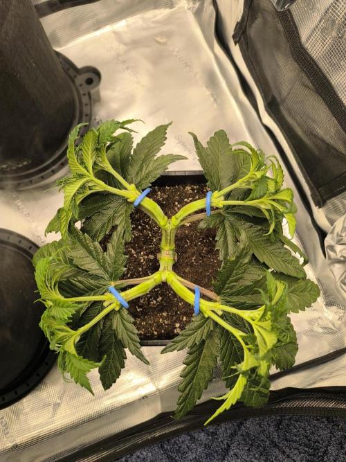 SPECIAL QUEEN 1. Week 7