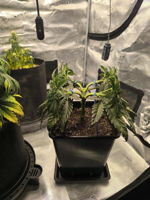 SPECIAL QUEEN 1. Week 7