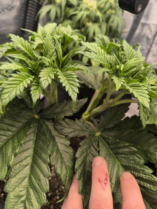 SPECIAL QUEEN 1. Week 7