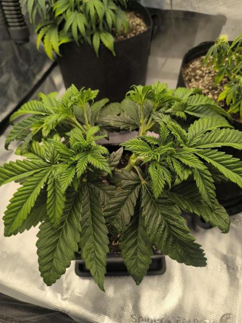 SPECIAL QUEEN 1. Week 7