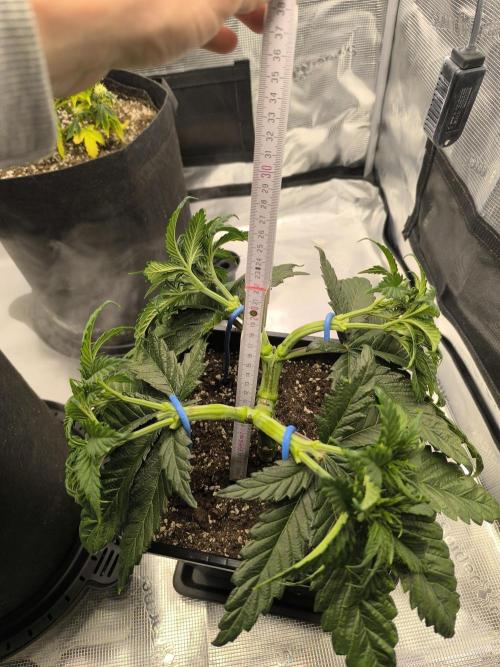 SPECIAL QUEEN 1. Week 7