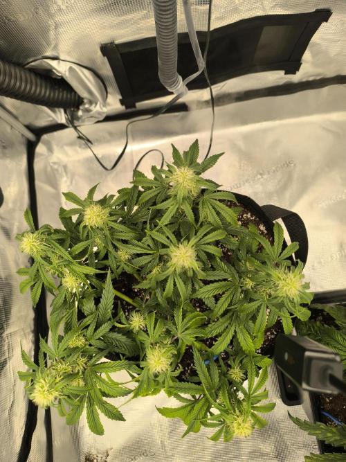 ALL GAS OG AUTO II.. Week 7