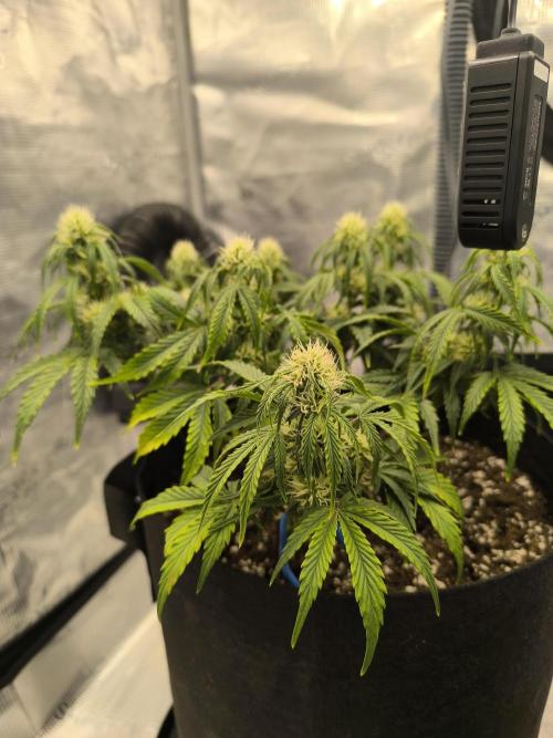 ALL GAS OG AUTO II.. Week 7