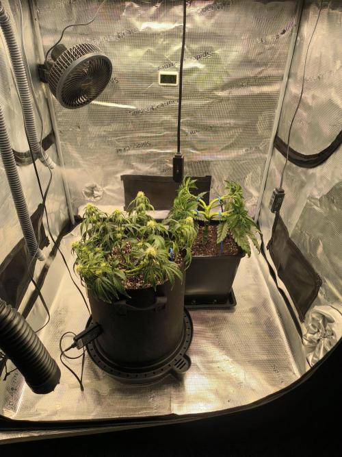 ALL GAS OG AUTO II.. Week 7