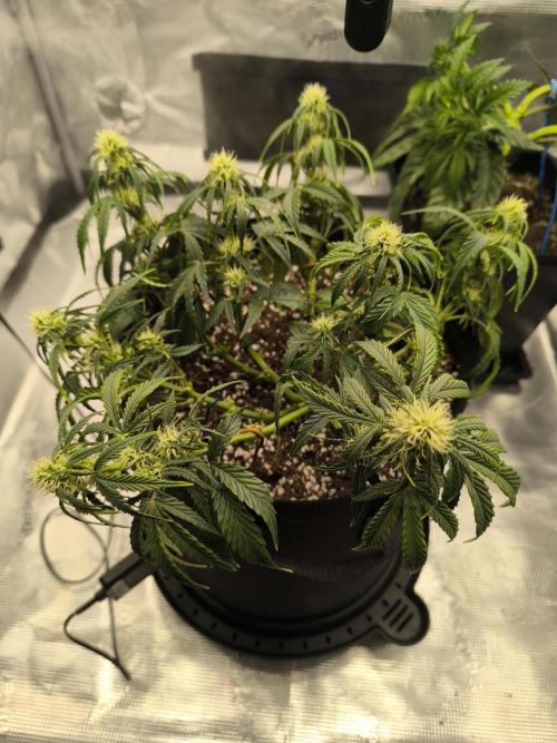 ALL GAS OG AUTO II.. Week 7