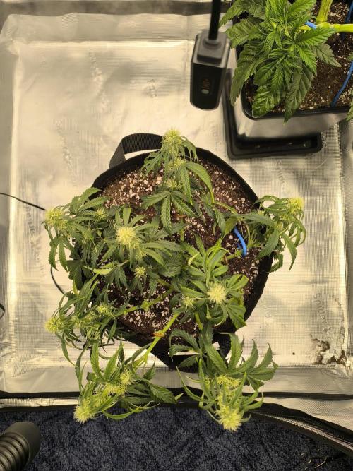 ALL GAS OG AUTO II.. Week 7