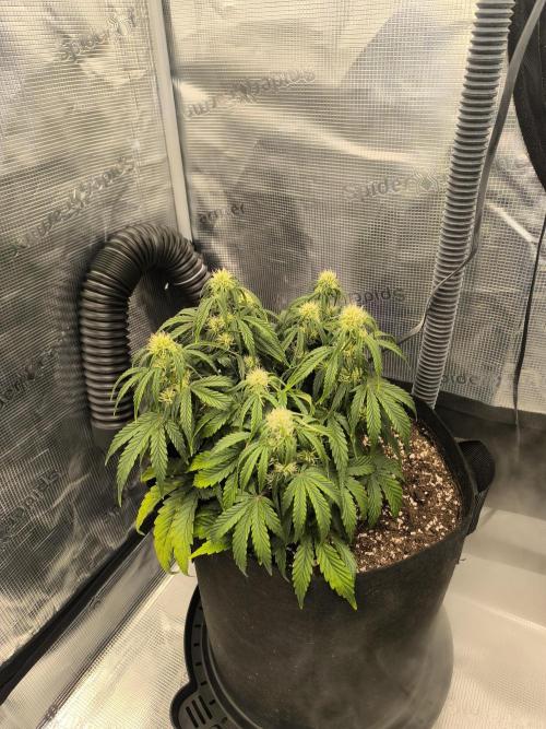 ALL GAS OG AUTO II.. Week 7