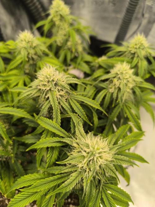 ALL GAS OG AUTO II.. Week 8