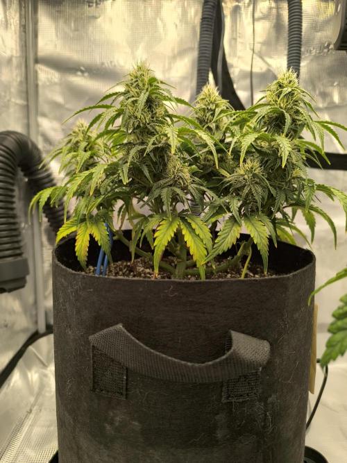 ALL GAS OG AUTO II.. Week 8