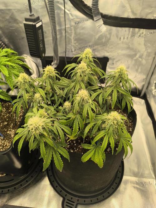 ALL GAS OG AUTO II.. Week 8