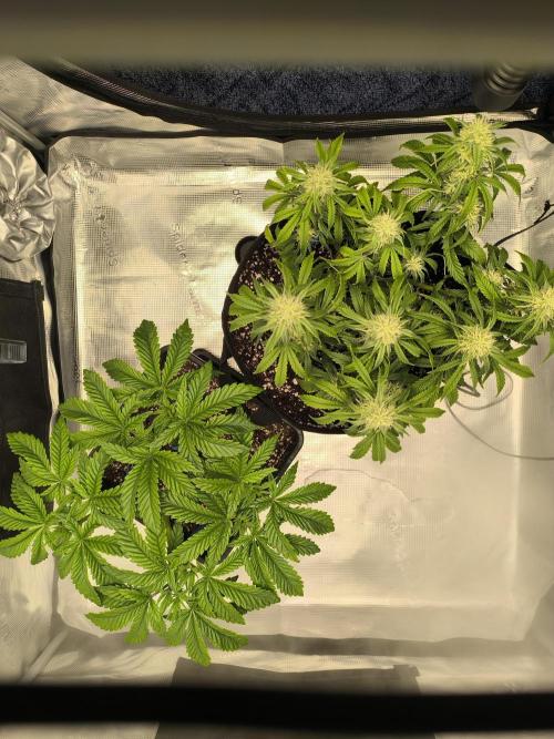 SPECIAL QUEEN 1. Week 8