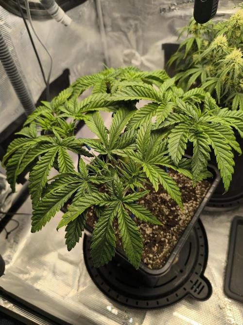 SPECIAL QUEEN 1. Week 8