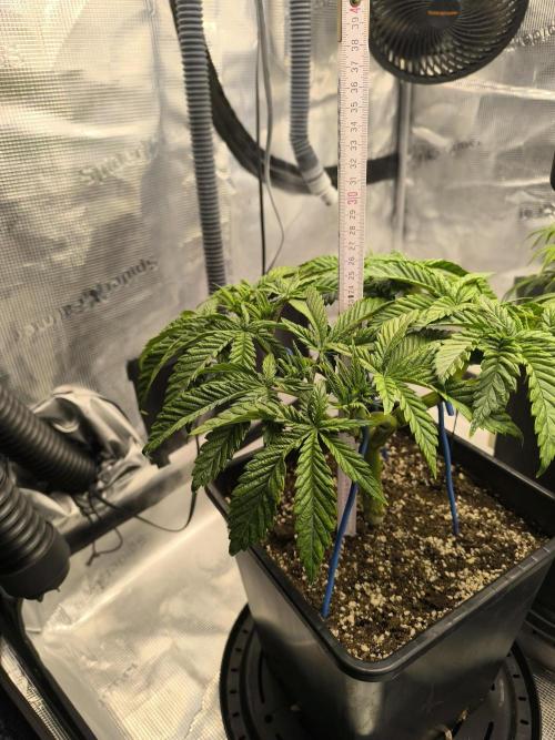 SPECIAL QUEEN 1. Week 8