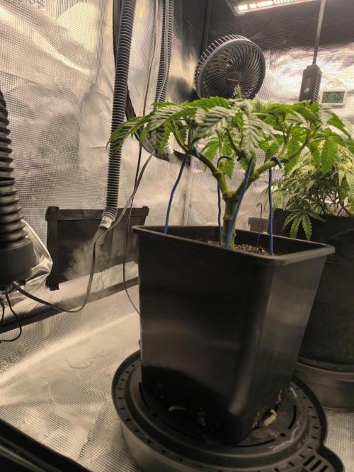 SPECIAL QUEEN 1. Week 8