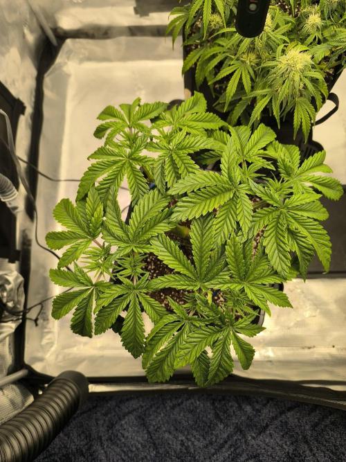 SPECIAL QUEEN 1. Week 8