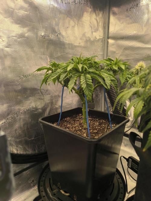 SPECIAL QUEEN 1. Week 8