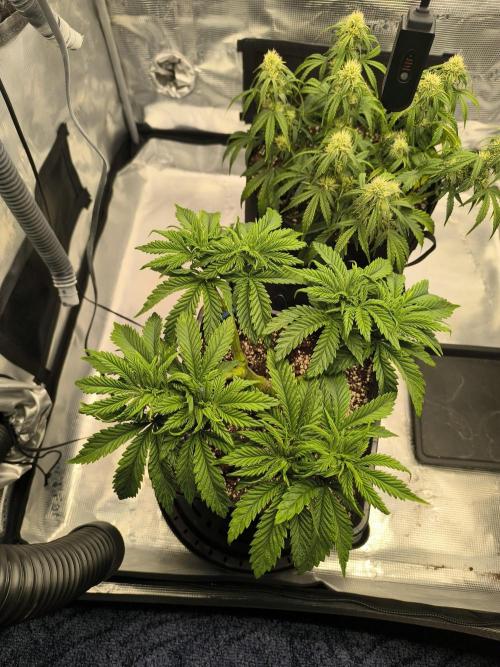 SPECIAL QUEEN 1. Week 8