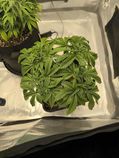 SPECIAL QUEEN 1. Week 8