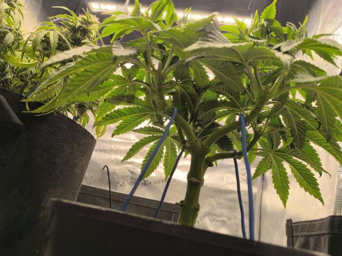 SPECIAL QUEEN 1. Week 9