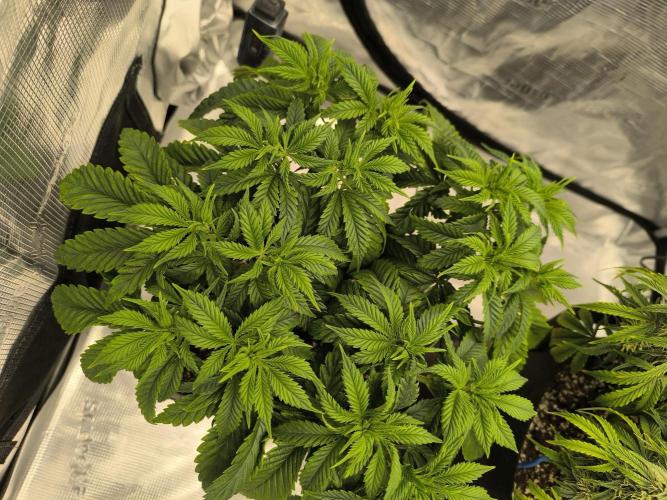 SPECIAL QUEEN 1. Week 9