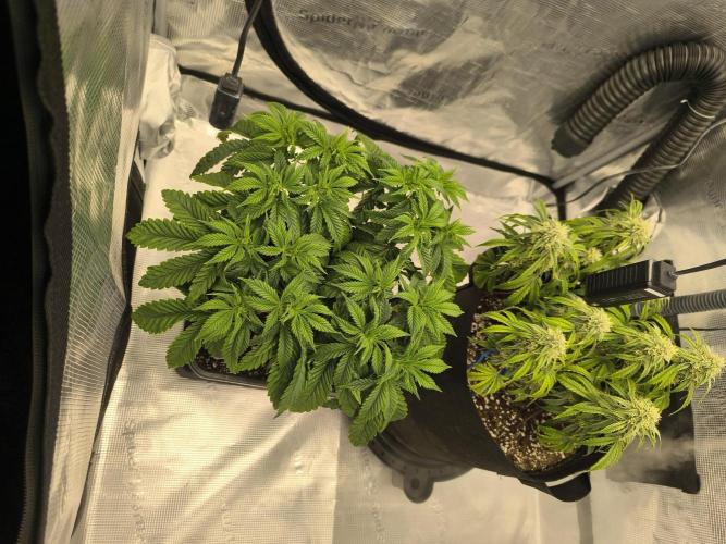 SPECIAL QUEEN 1. Week 9