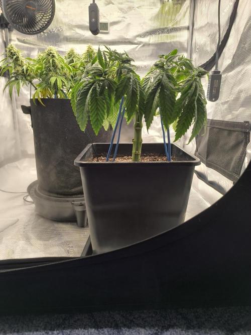 SPECIAL QUEEN 1. Week 9