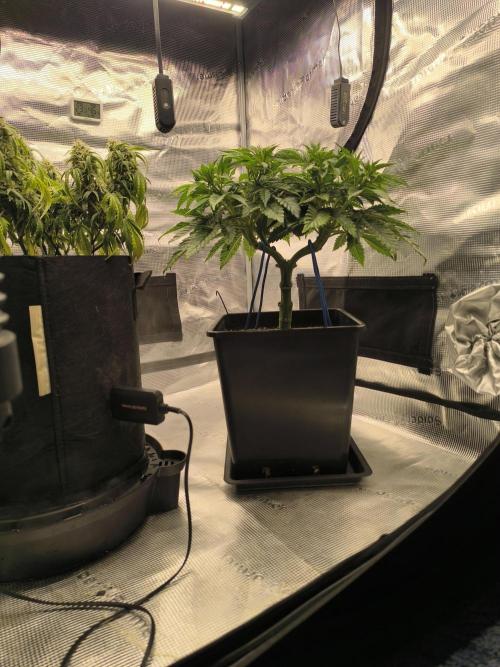 SPECIAL QUEEN 1. Week 9