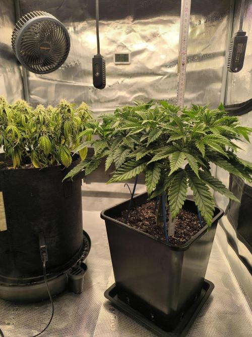 SPECIAL QUEEN 1. Week 9
