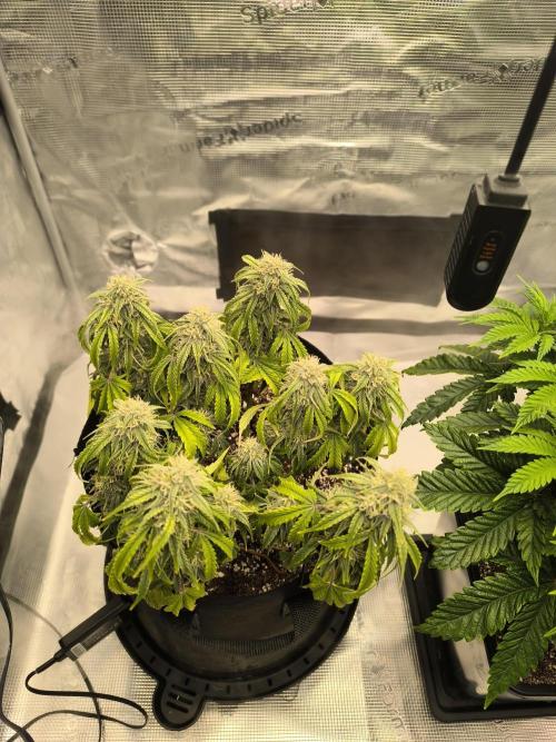 ALL GAS OG AUTO II.. Week 9