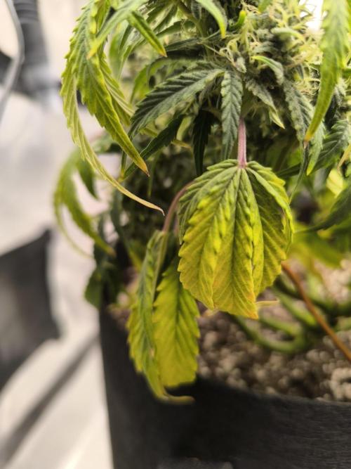 ALL GAS OG AUTO II.. Week 9