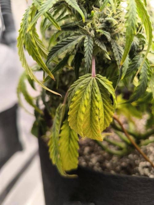 ALL GAS OG AUTO II.. Week 9