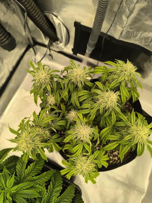 ALL GAS OG AUTO II.. Week 9