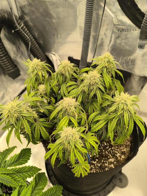 ALL GAS OG AUTO II.. Week 9