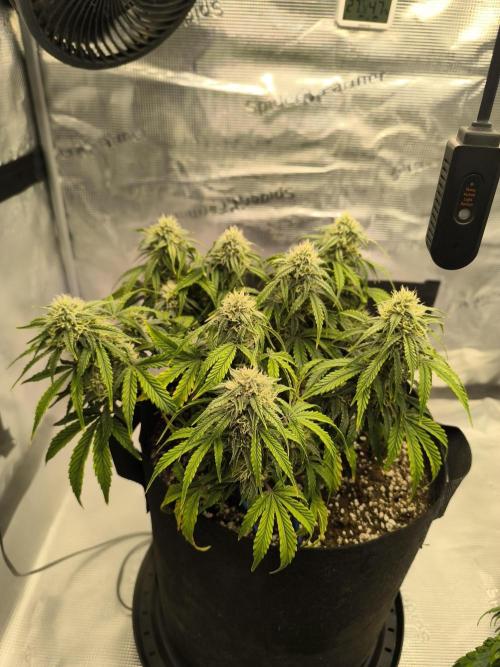 ALL GAS OG AUTO II.. Week 9