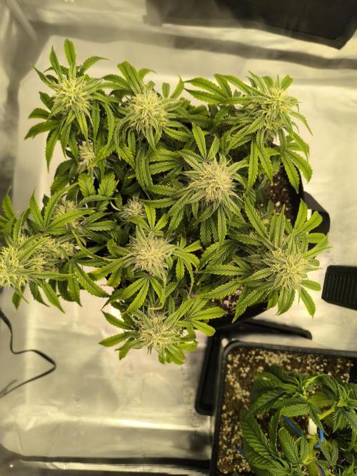 ALL GAS OG AUTO II.. Week 9