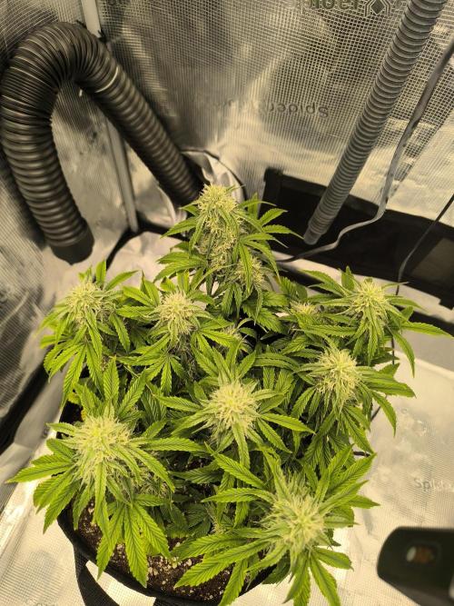 ALL GAS OG AUTO II.. Week 9