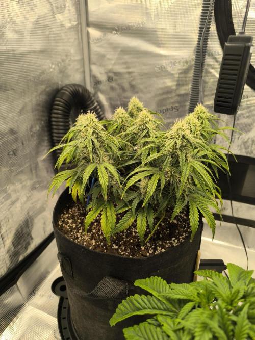 ALL GAS OG AUTO II.. Week 9