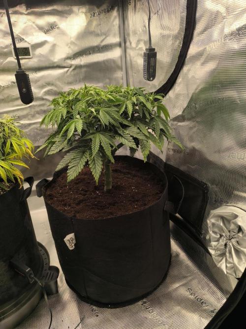 SPECIAL QUEEN 1. Week 9