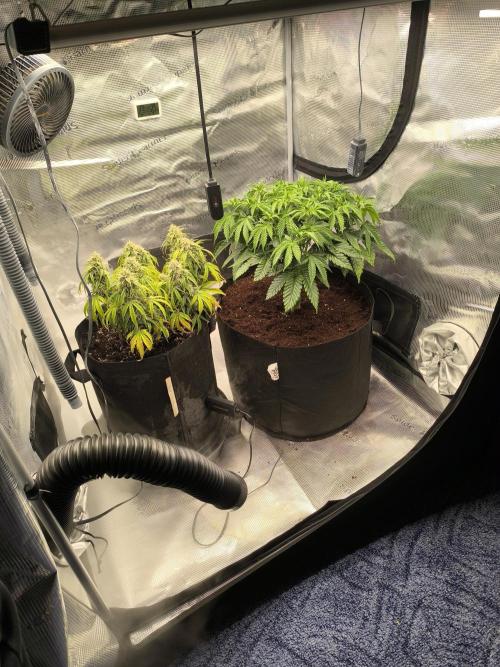 SPECIAL QUEEN 1. Week 9